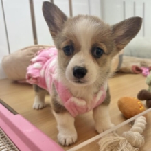 愛の突撃の準備満タンです♡コーギーちゃん！