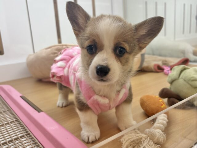 愛の突撃の準備満タンです♡コーギーちゃん！