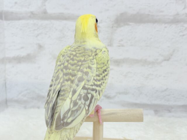 オカメインコ