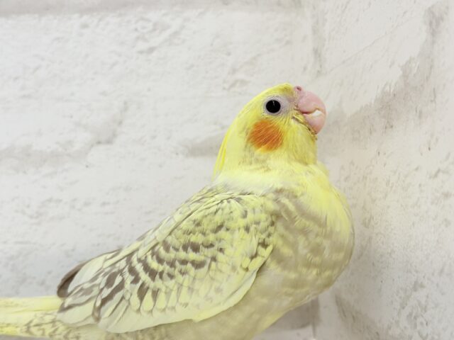 オカメインコ