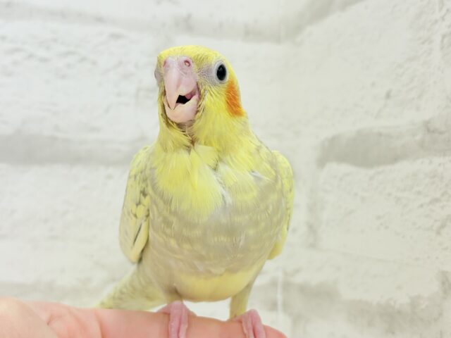 オカメインコ