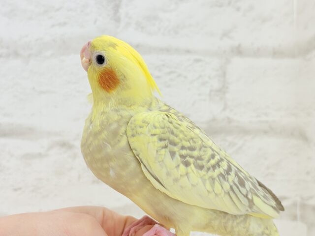 オカメインコ
