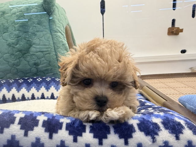 甘々BOY💗僕の愛受け取る準備できてる?トイプードル✖️マルチーズのハーフ犬の男のコきました〜💫 マルプー