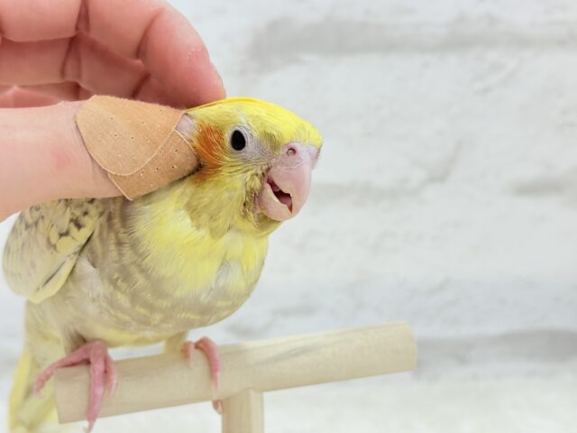 オカメインコ