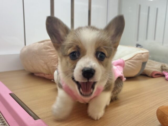 ウェルシュコーギー・ペンブローグ