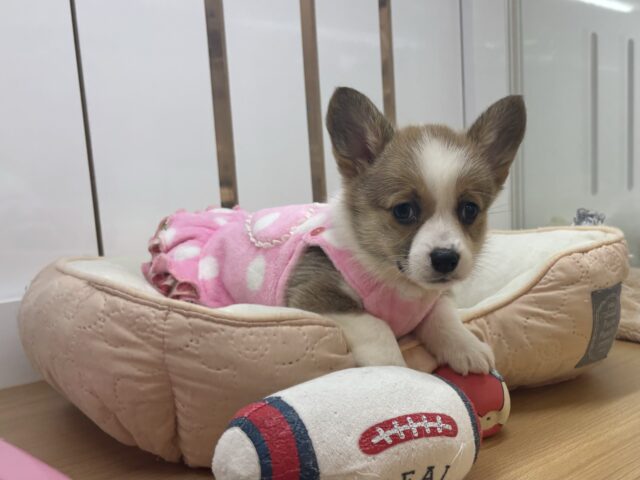 ウェルシュコーギー・ペンブローグ