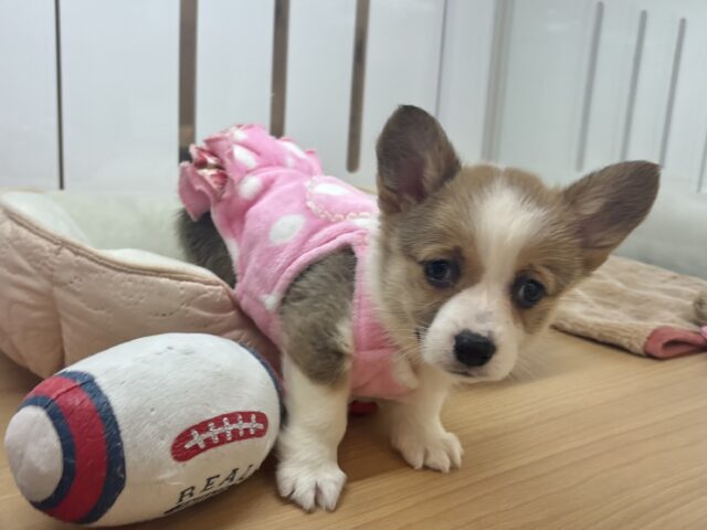 ウェルシュコーギー・ペンブローグ