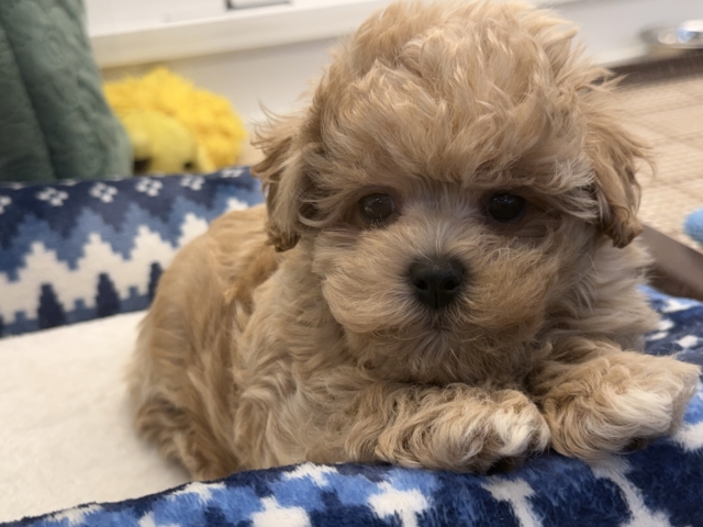 甘々BOY💗僕の愛受け取る準備できてる?トイプードル✖️マルチーズのハーフ犬の男のコきました〜💫 マルプー