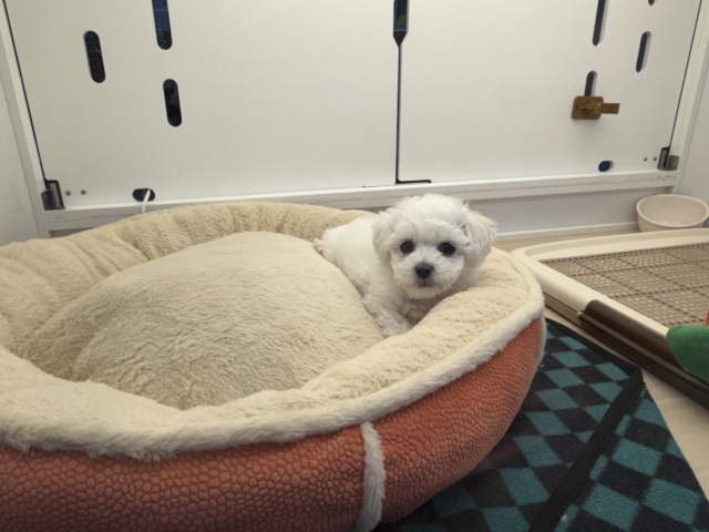 ビションフリーゼ