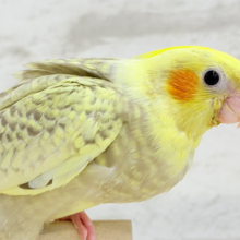 【最新画像更新🪄】背中の模様が宝石みたい💎.*オカメインコ(シナモンパールパイド) ヒナ