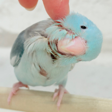 【最新画像更新🪄もうすぐひとり餌‪☆】甘々注意💖あたまに雪が舞い降りた🐣❄️マメルリハ(ブルーパイド)女の子 ヒナ