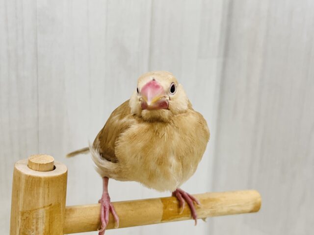 濃厚キャラメル🍬濃く濃くなりました✨シナモン文鳥! シナモン文鳥