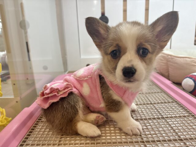 愛の突撃の準備満タンです♡コーギーちゃん! ウェルシュコーギー・ペンブローグ