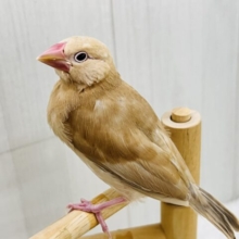 濃厚キャラメル🍬濃く濃くなりました✨シナモン文鳥！