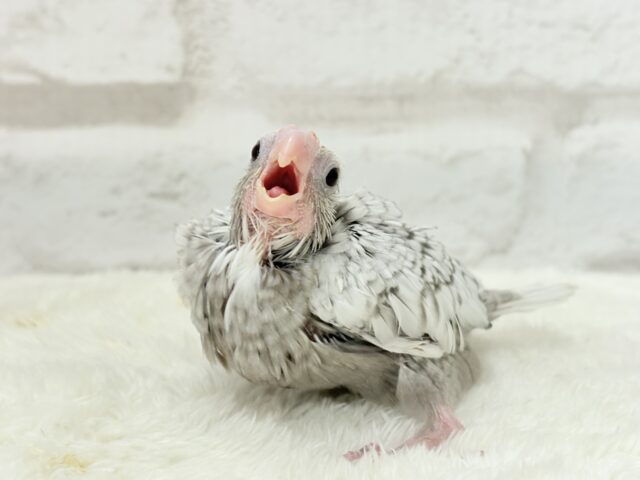 【最新画像更新🪄もうすぐひとり餌☆】ぱやぱや♡ハゲタカみたい🐣🫧オカメインコ(WFパールパイド) ヒナ オカメインコ