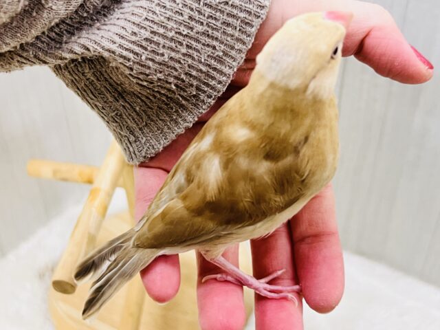 濃厚キャラメル🍬濃く濃くなりました✨シナモン文鳥! シナモン文鳥