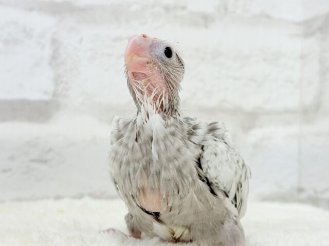 【最新画像更新🪄もうすぐひとり餌☆】ぱやぱや♡ハゲタカみたい🐣🫧オカメインコ(WFパールパイド) ヒナ オカメインコ