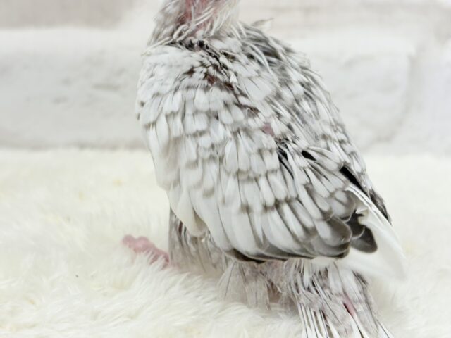 【最新画像更新🪄もうすぐひとり餌☆】ぱやぱや♡ハゲタカみたい🐣🫧オカメインコ(WFパールパイド) ヒナ オカメインコ