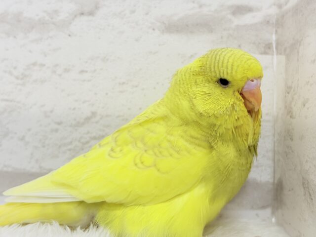 ジャンボセキセイインコ