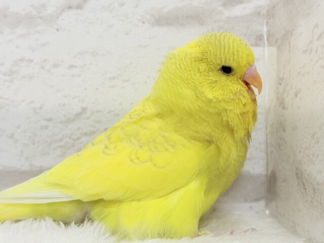 ジャンボセキセイインコ