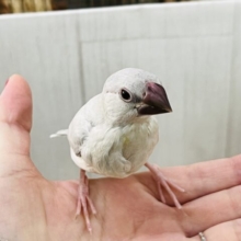 画像更新✨あなたの胸にカムバック❤️煌めくシルバー文鳥！