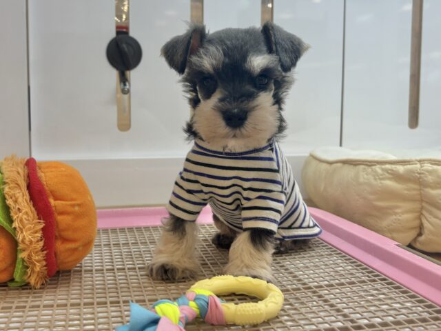 ミニチュアシュナウザー