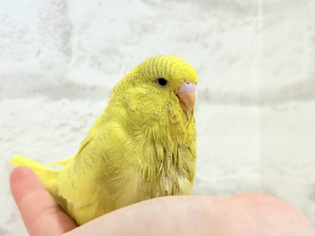 ジャンボセキセイインコ