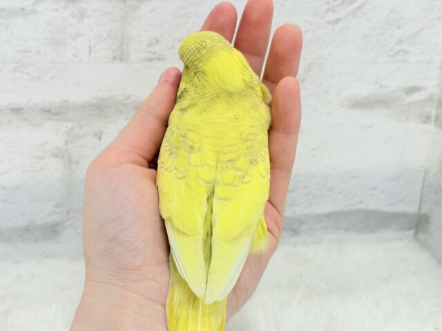 ジャンボセキセイインコ