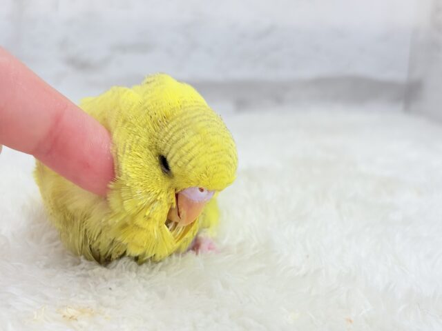 ジャンボセキセイインコ