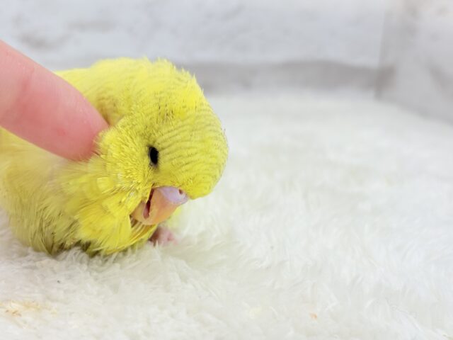 ジャンボセキセイインコ