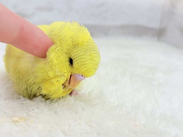 ジャンボセキセイインコ