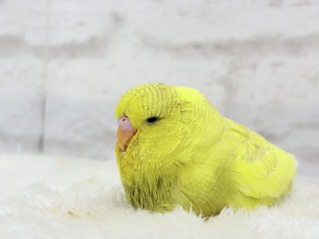 ジャンボセキセイインコ