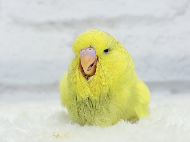 ジャンボセキセイインコ