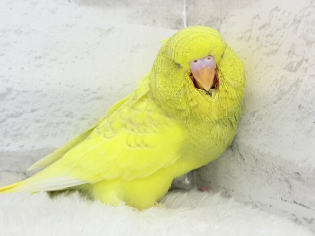 ジャンボセキセイインコ