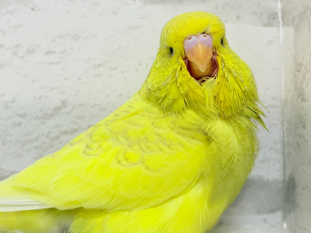 お花みたいな背中の模様🌼💚ジャンボセキセイインコ(スパングルパイド) ヒナ