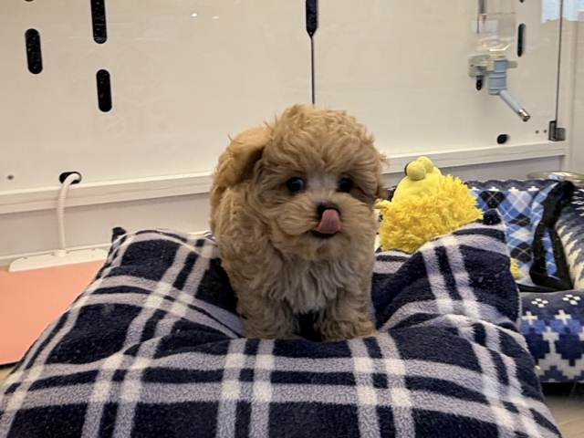 甘々BOY💗僕の愛受け取る準備できてる?トイプードル✖️マルチーズのハーフ犬の男のコきました〜💫 マルプー