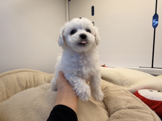 ビションフリーゼ