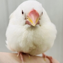 画像更新☆フワッとカフェモカ☕️透き通った瞳がｷﾗﾘﾝ✨アルビノ文鳥！！