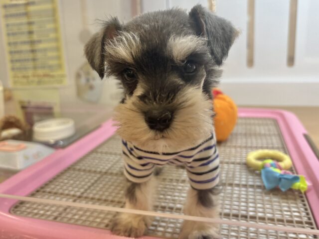 ボクの眉毛に魅了されちゃうよ♥ミニチュアシュナウザーくん! ミニチュアシュナウザー