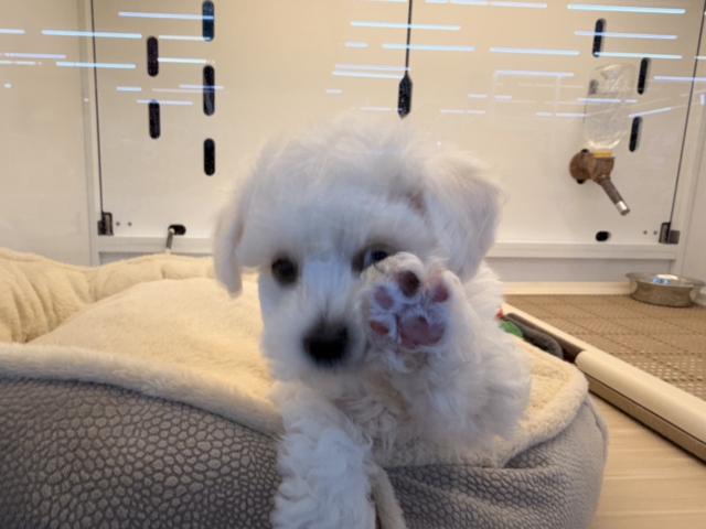 ビションフリーゼ