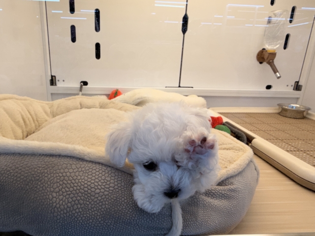 ビションフリーゼ