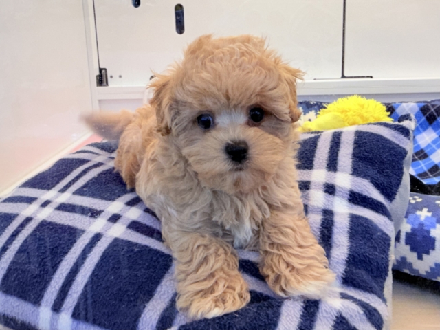 甘々BOY💗僕の愛受け取る準備できてる?トイプードル✖️マルチーズのハーフ犬の男のコきました〜💫 マルプー