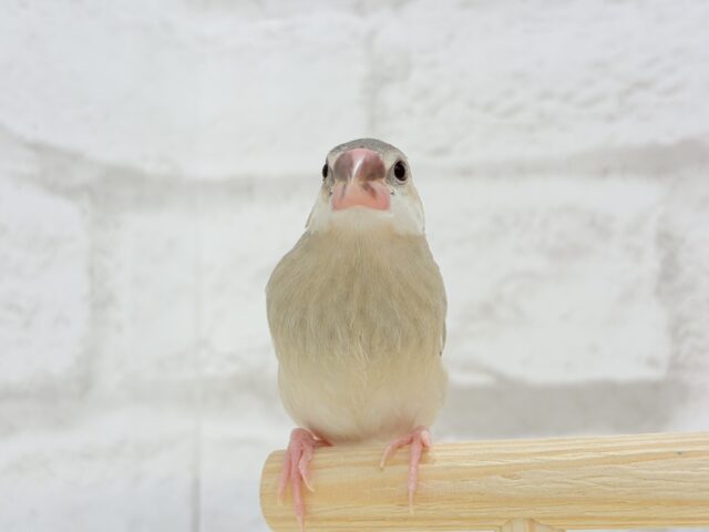 桜文鳥