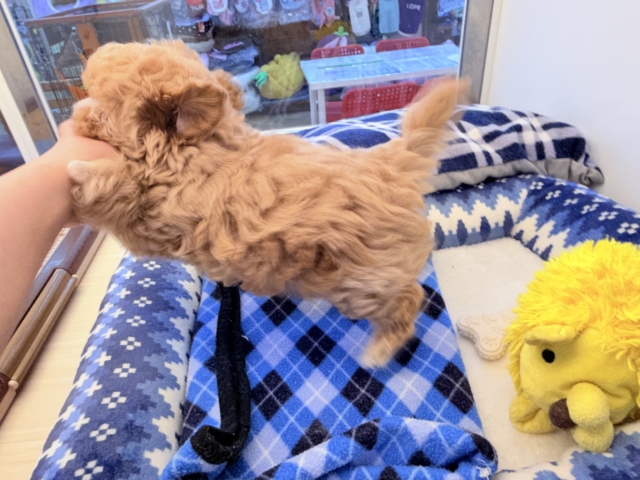 甘々BOY💗僕の愛受け取る準備できてる?トイプードル✖️マルチーズのハーフ犬の男のコきました〜💫 マルプー