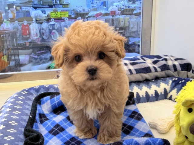 甘々BOY💗僕の愛受け取る準備できてる?トイプードル✖️マルチーズのハーフ犬の男のコきました〜💫 マルプー