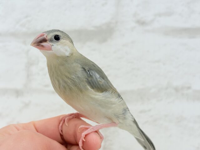 桜文鳥