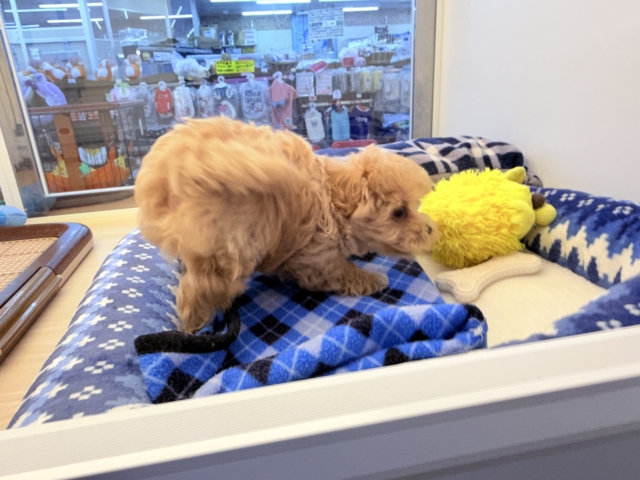 甘々BOY💗僕の愛受け取る準備できてる?トイプードル✖️マルチーズのハーフ犬の男のコきました〜💫 マルプー