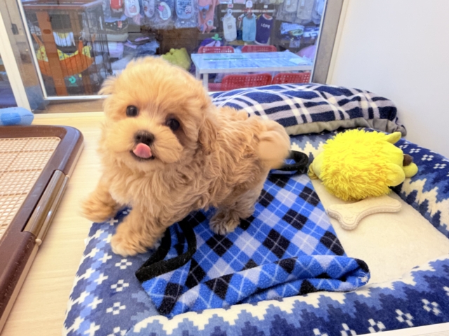 甘々BOY💗僕の愛受け取る準備できてる?トイプードル✖️マルチーズのハーフ犬の男のコきました〜💫 マルプー