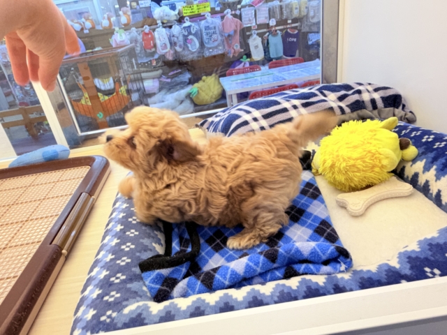 甘々BOY💗僕の愛受け取る準備できてる?トイプードル✖️マルチーズのハーフ犬の男のコきました〜💫 マルプー