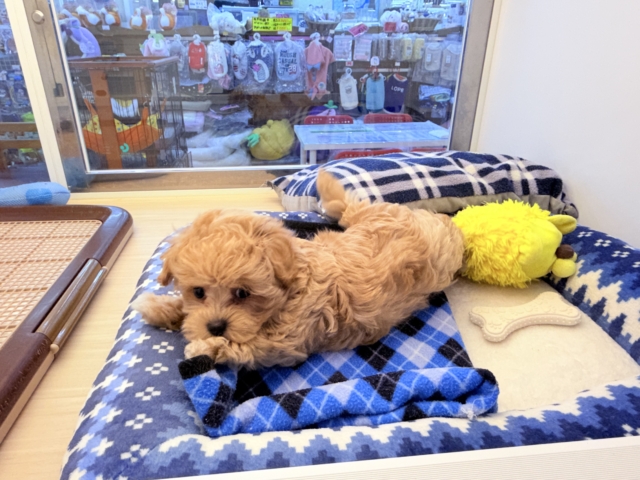 甘々BOY💗僕の愛受け取る準備できてる?トイプードル✖️マルチーズのハーフ犬の男のコきました〜💫 マルプー